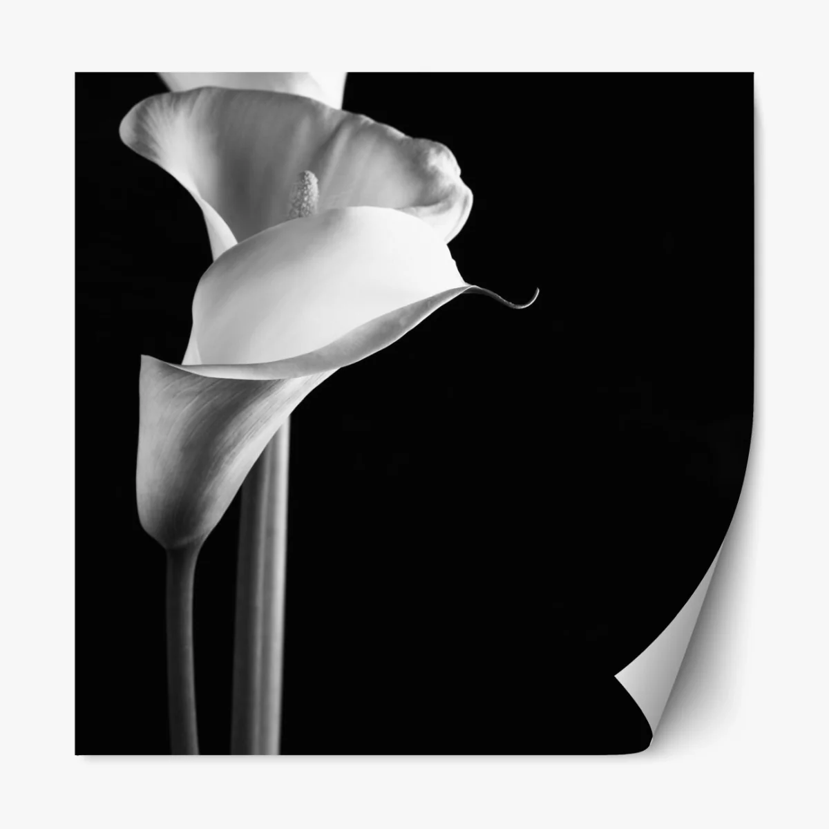 Repositionierbarer Aufkleber elegante calla in monochrom – Wallnifity® Repositionierbarer Aufkleber elegante calla in monochrom – Wallnifity®