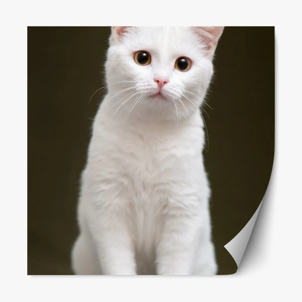 Repositionierbarer Aufkleber niedliches porträt einer weißen katze – Wallnifity® Repositionierbarer Aufkleber niedliches porträt einer weißen katze – Wallnifity®