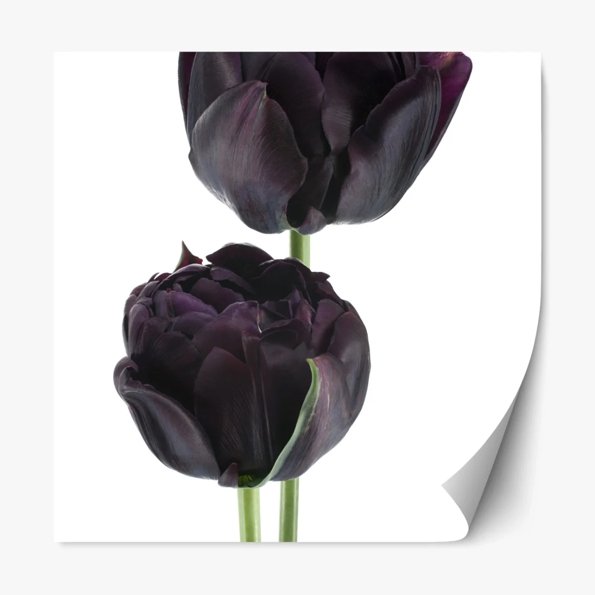 Repositionierbarer Aufkleber dunkle violette tulpen auf weißem hintergrund – Wallnifity® Repositionierbarer Aufkleber dunkle violette tulpen auf weißem hintergrund – Wallnifity®