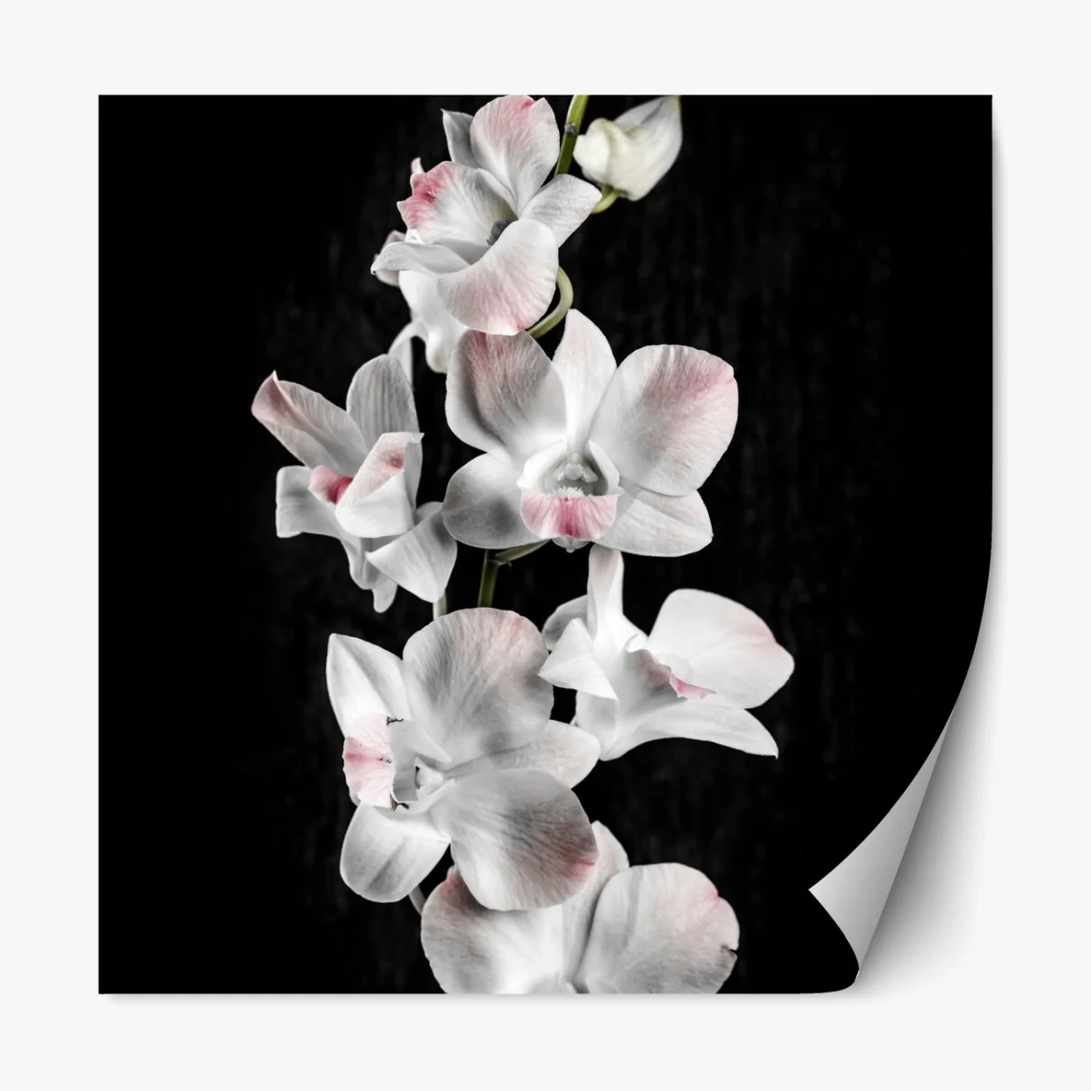 Repositionierbarer Aufkleber weiße und rosa orchidee vor schwarzem hintergrund – Wallnifity® Repositionierbarer Aufkleber weiße und rosa orchidee vor schwarzem hintergrund – Wallnifity®