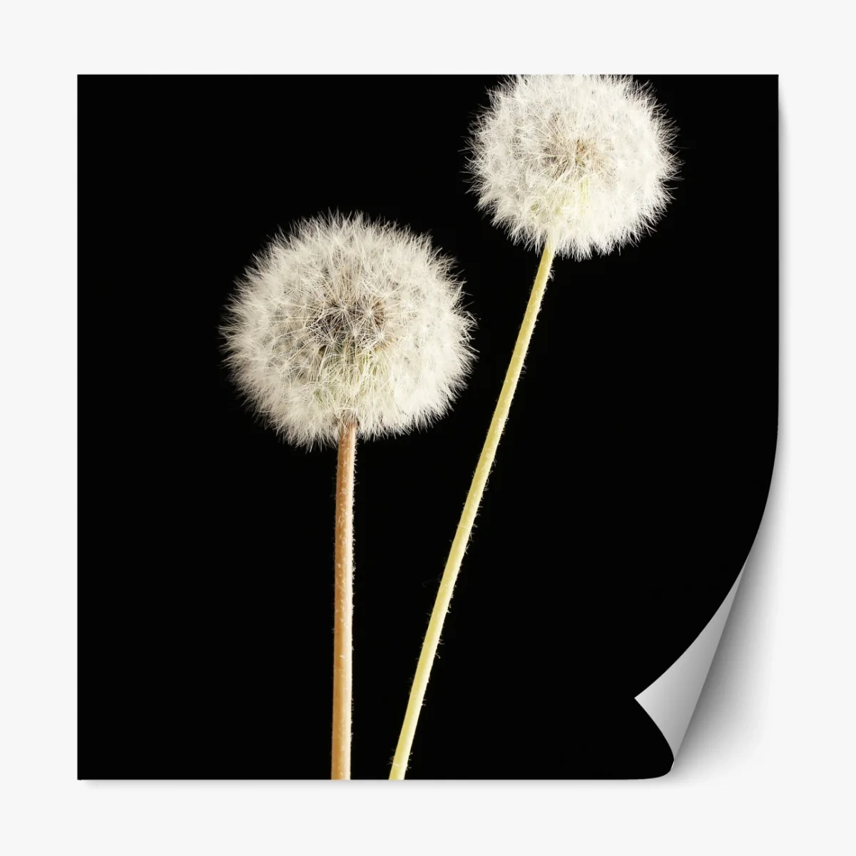 Repositionierbarer Aufkleber zarte löwenzahnsamen auf schwarzem hintergrund – Wallnifity® Repositionierbarer Aufkleber zarte löwenzahnsamen auf schwarzem hintergrund – Wallnifity®