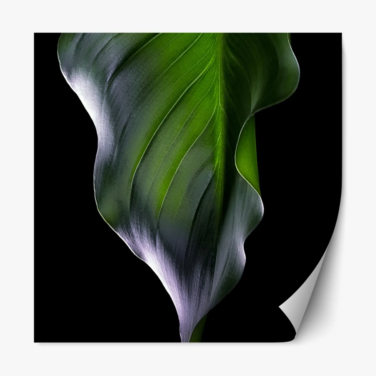 Repositionierbarer Aufkleber elegantes grünes blatt auf schwarzem hintergrund – Wallnifity® Repositionierbarer Aufkleber elegantes grünes blatt auf schwarzem hintergrund – Wallnifity®