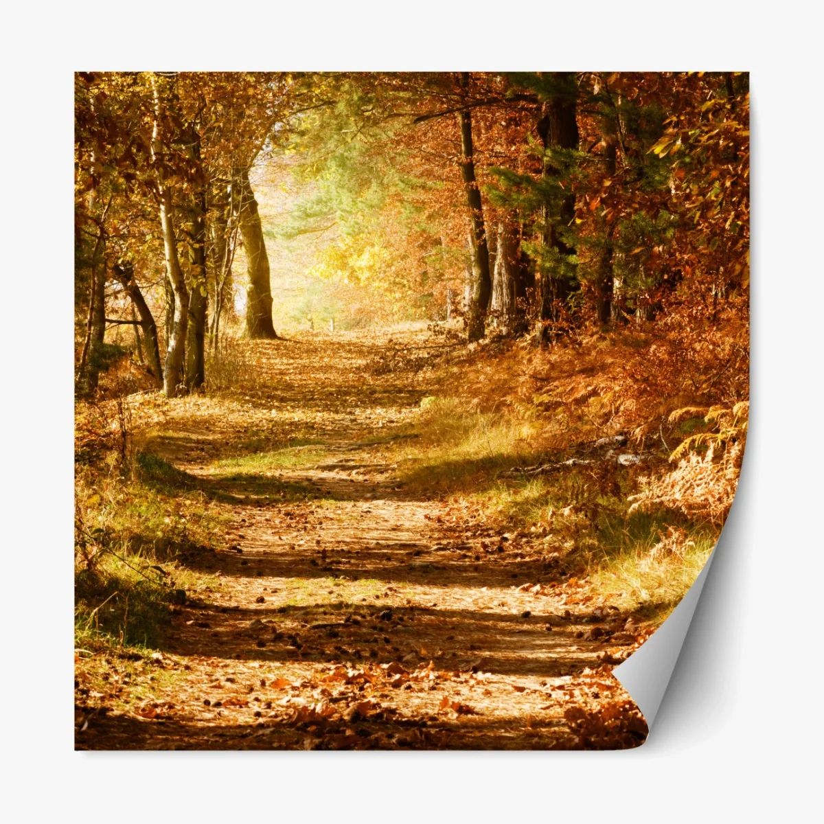 Repositionierbarer Aufkleber herbstlicher waldweg mit goldenem licht – Wallnifity® Repositionierbarer Aufkleber herbstlicher waldweg mit goldenem licht – Wallnifity®