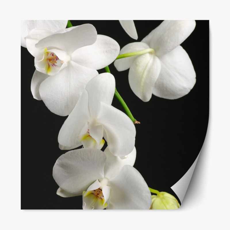 Repositionierbarer Aufkleber weißer orchideenzweig vor schwarzem hintergrund