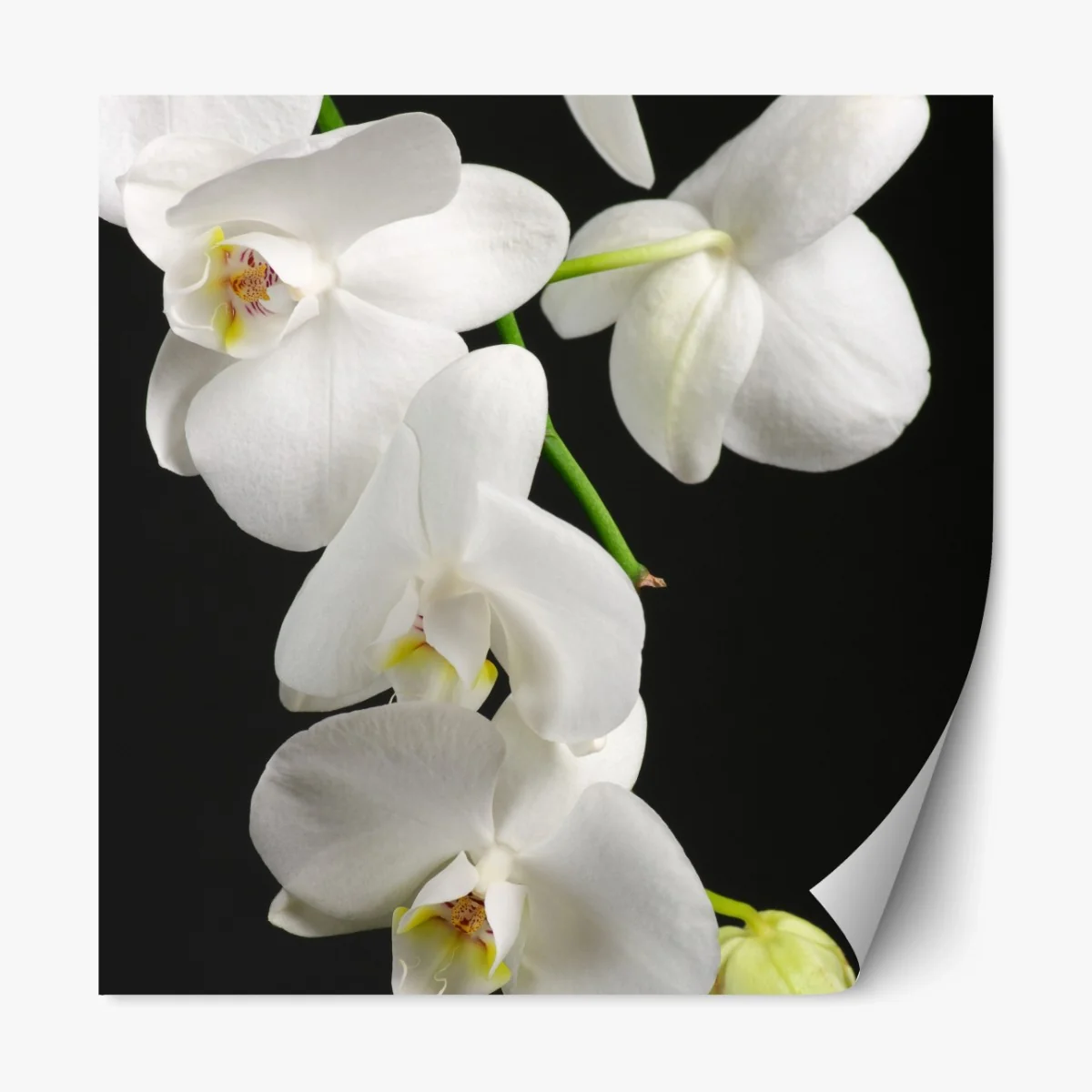 Repositionierbarer Aufkleber weißer orchideenzweig vor schwarzem hintergrund – Wallnifity® Repositionierbarer Aufkleber weißer orchideenzweig vor schwarzem hintergrund – Wallnifity®