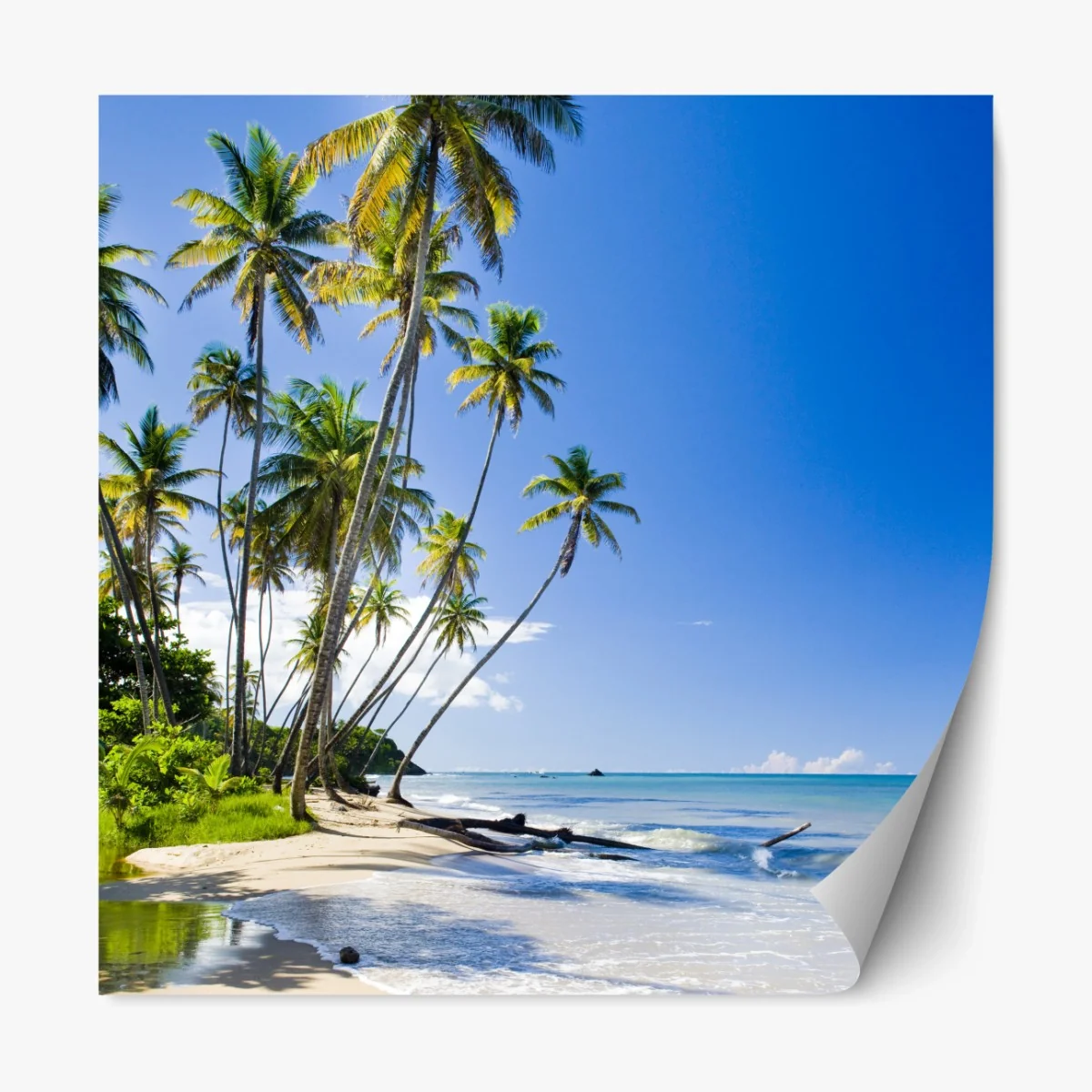 Repositionierbarer Aufkleber tropischer palmenstrand unter blauem himmel – Wallnifity®