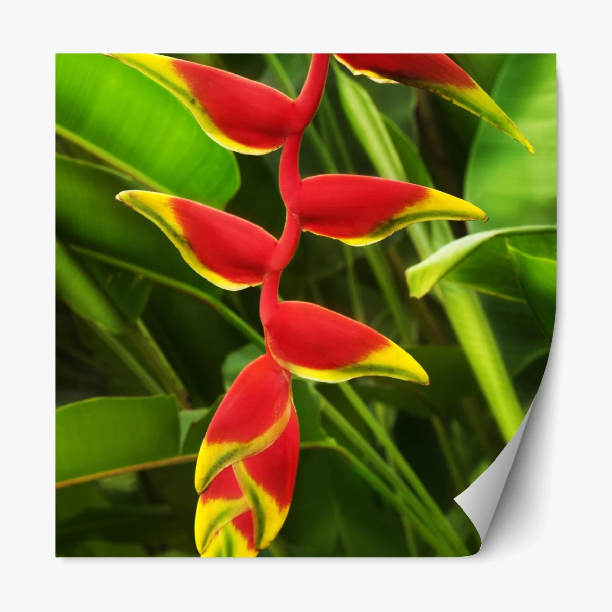 Repositionierbarer Aufkleber leuchtende heliconia im tropischen laub – Wallnifity®