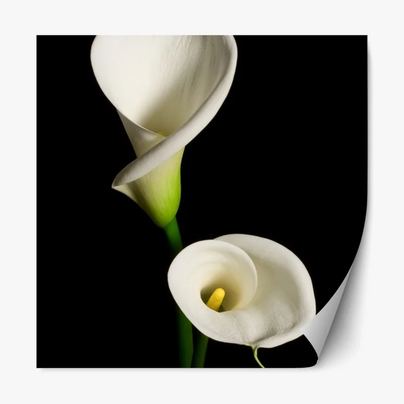 Repositionierbarer Aufkleber weiße calla vor schwarzem hintergrund