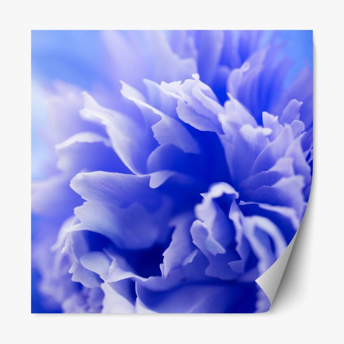 Repositionierbarer Aufkleber sanfte blaue abstrakte blume nahaufnahme – Wallnifity® Repositionierbarer Aufkleber sanfte blaue abstrakte blume nahaufnahme – Wallnifity®