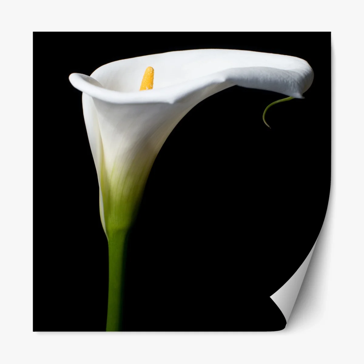 Repositionierbarer Aufkleber elegante weiße calla auf schwarzem hintergrund – Wallnifity® Repositionierbarer Aufkleber elegante weiße calla auf schwarzem hintergrund – Wallnifity®