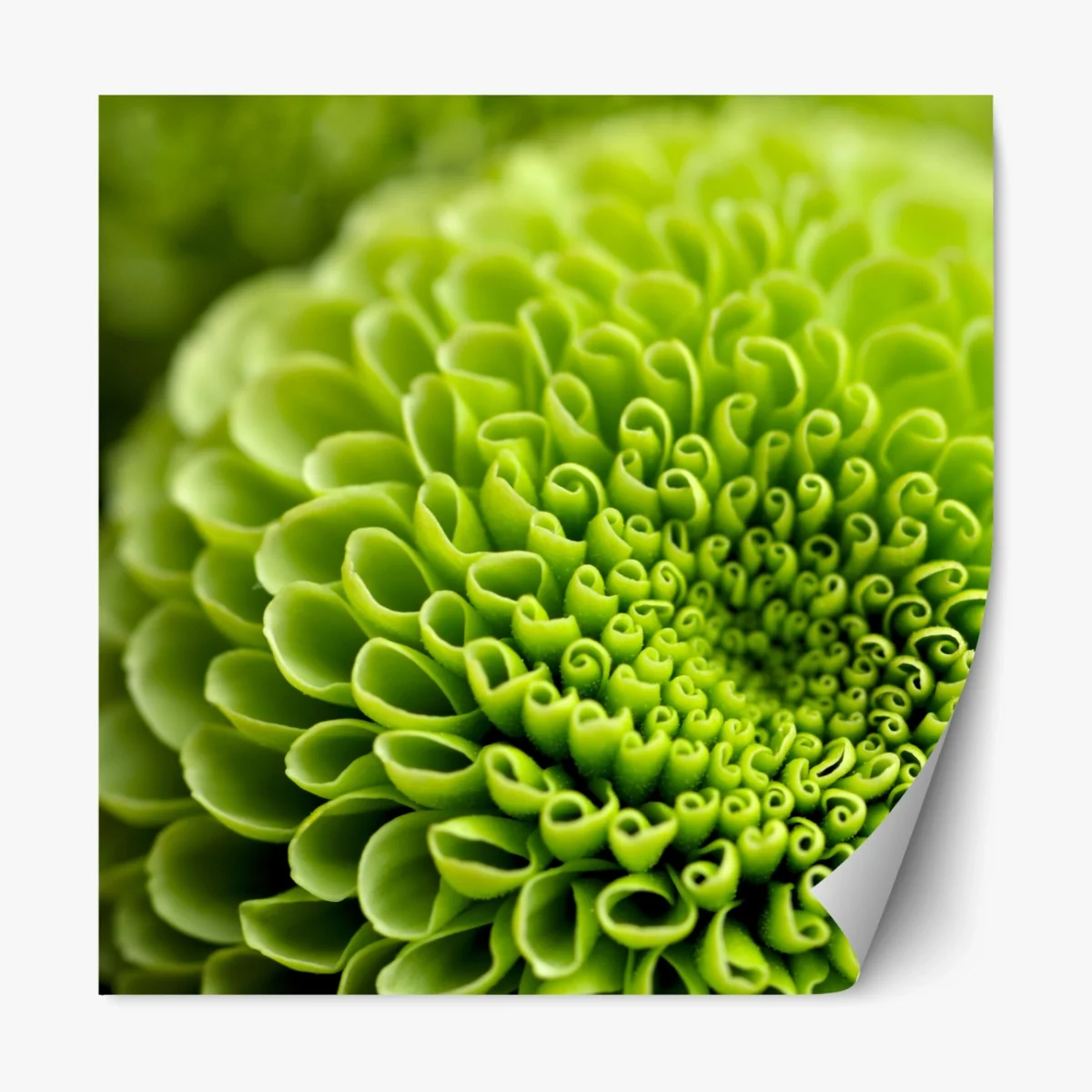 Repositionierbarer Aufkleber leuchtende grüne blumenspirale im makro – Wallnifity® Repositionierbarer Aufkleber leuchtende grüne blumenspirale im makro – Wallnifity®