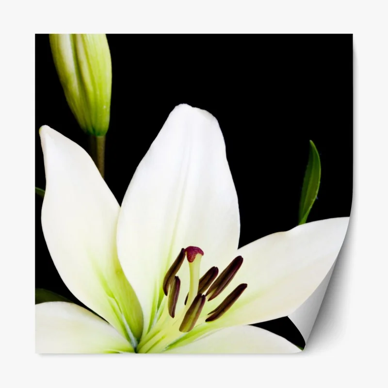 Repositionierbarer Aufkleber hirsch und kitz im sonnendurchfluteten wald – Wallnifity®