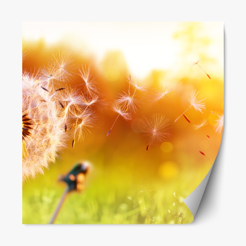 Repositionierbarer Aufkleber studio-porträt eines schwarzen labradors – Wallnifity®