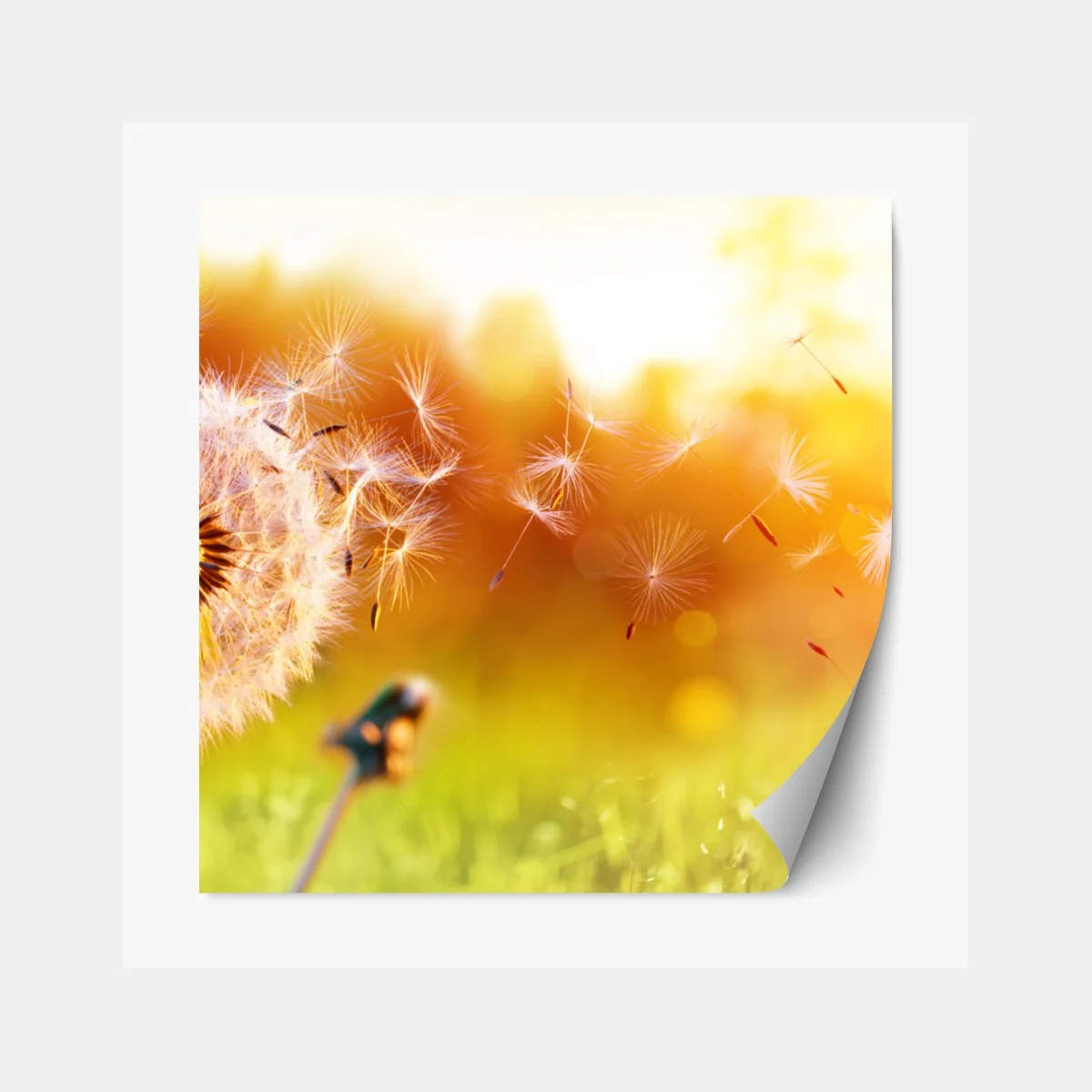 Repositionierbarer Aufkleber goldener löwenzahn im sonnenuntergang – Wallnifity®