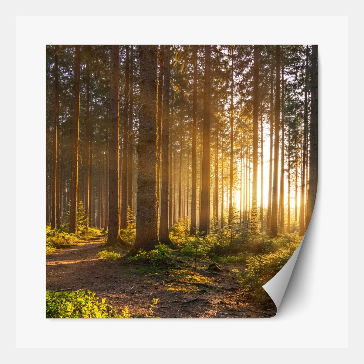 Repositionierbarer Aufkleber sonnenbeschienener waldweg am morgen – Wallnifity® Repositionierbarer Aufkleber sonnenbeschienener waldweg am morgen – Wallnifity®