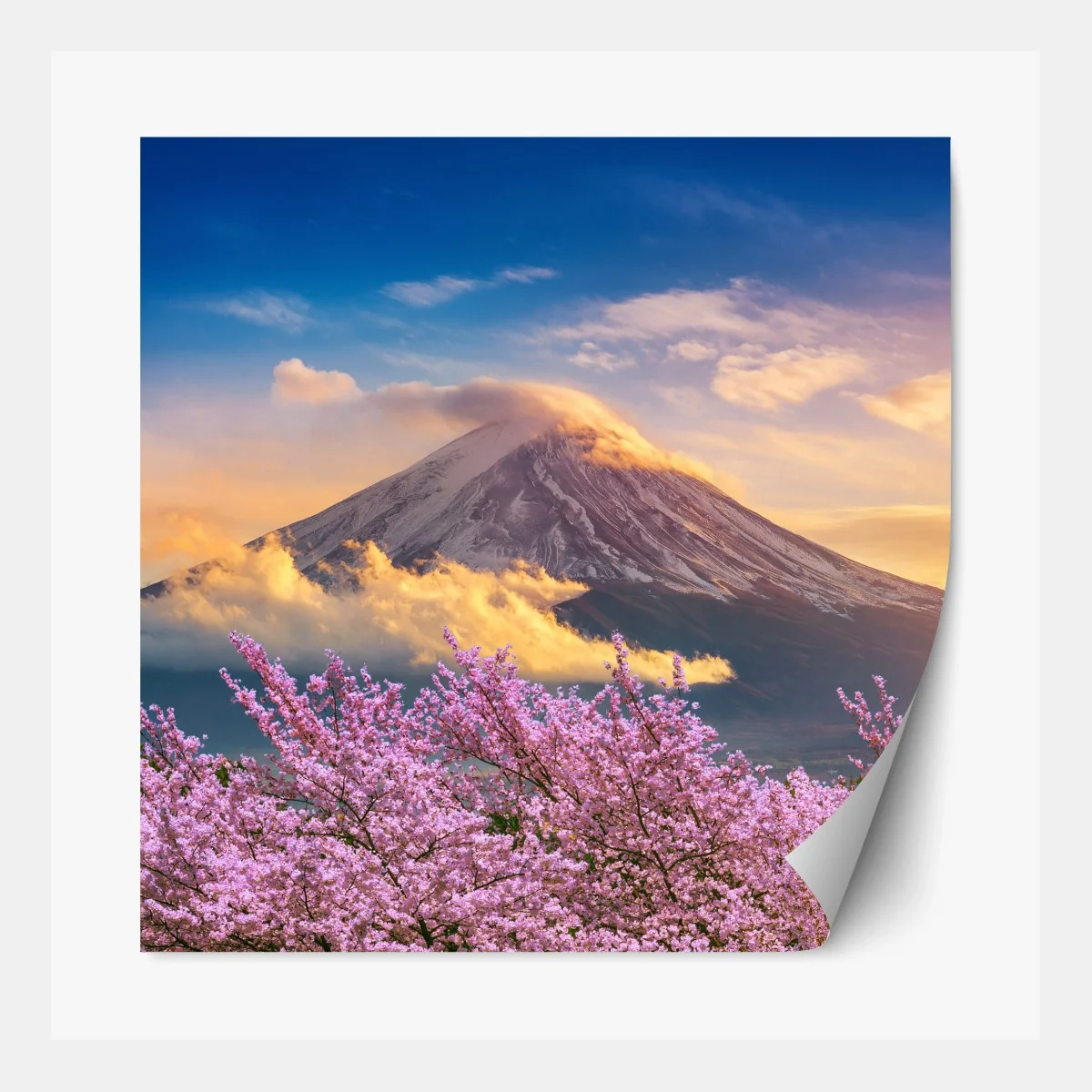 Repositionierbarer Aufkleber Berg Fuji mit blühenden kirschblüten bei sonnenaufgang – Wallnifity®