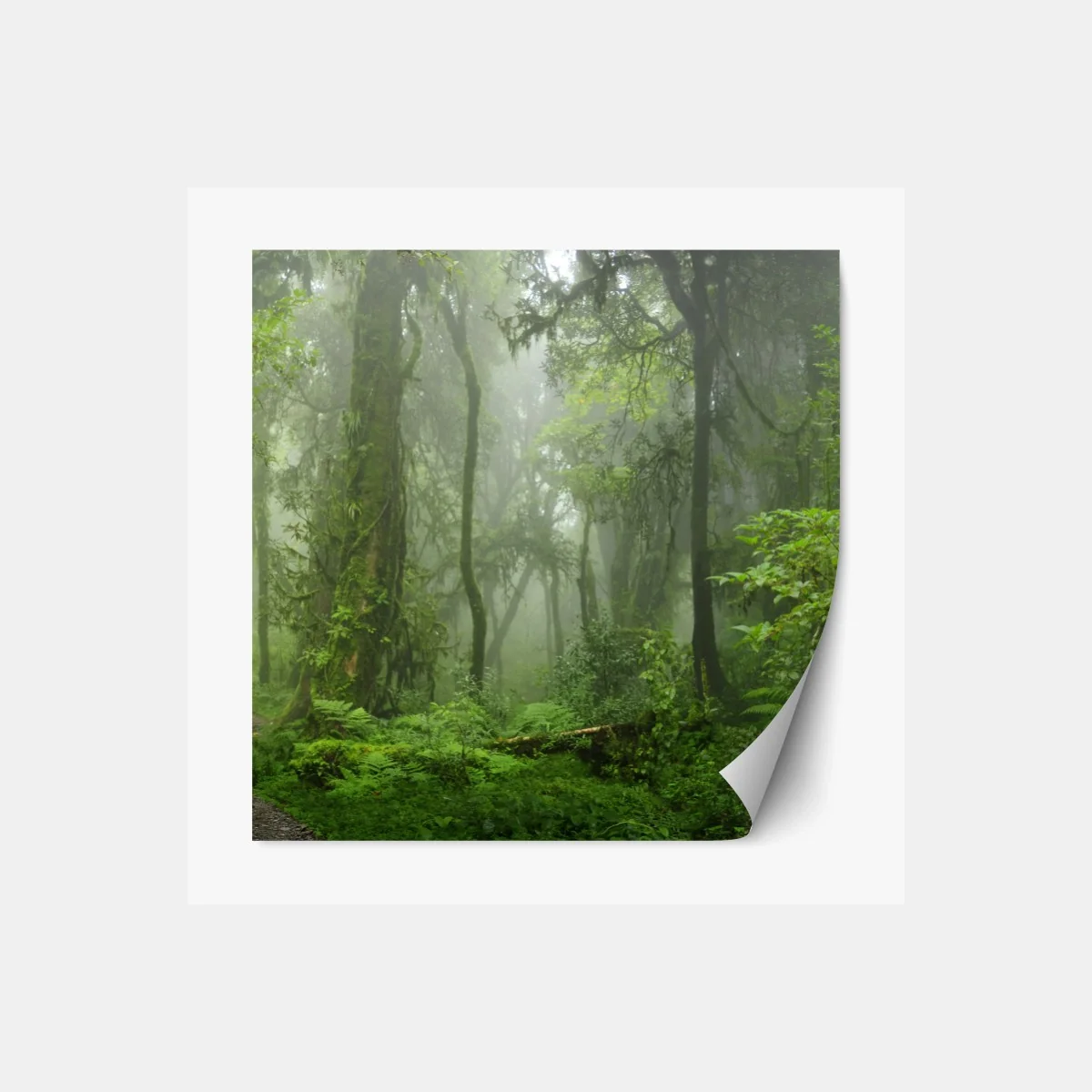 Repositionierbarer Aufkleber nebliger tropischer dschungelpfad – Wallnifity®