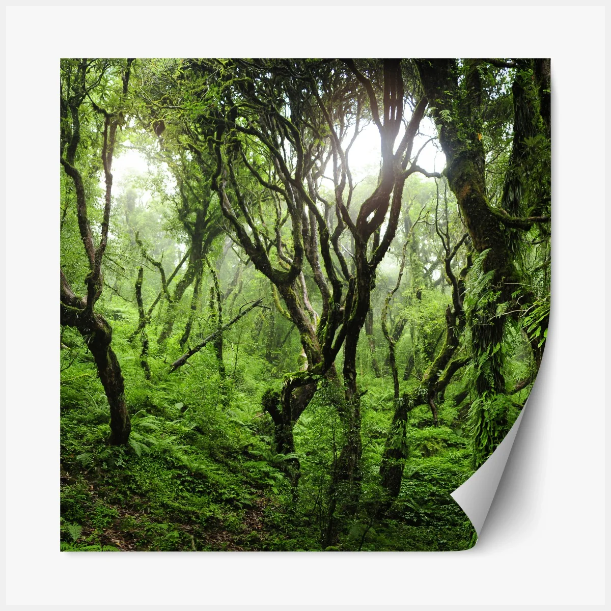 Repositionierbarer Aufkleber mystischer grüner wald – Wallnifity®