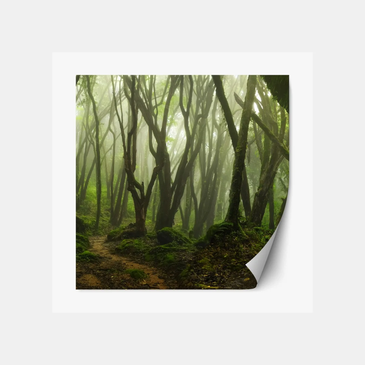 Repositionierbarer Aufkleber nebliger grüner waldpfad – Wallnifity®
