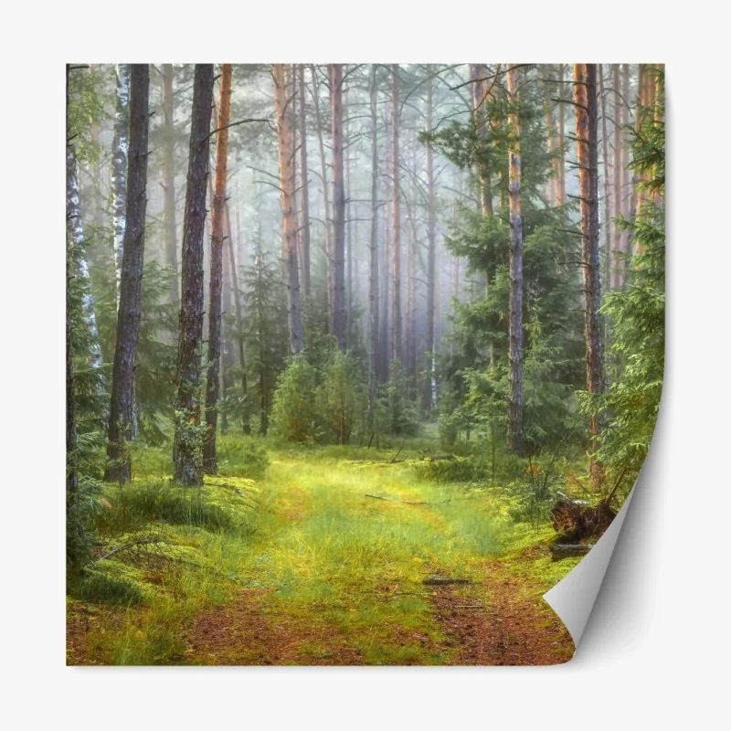 Repositionierbarer Aufkleber nebliger kiefernwald mit pfad – Wallnifity® Repositionierbarer Aufkleber nebliger kiefernwald mit pfad – Wallnifity®