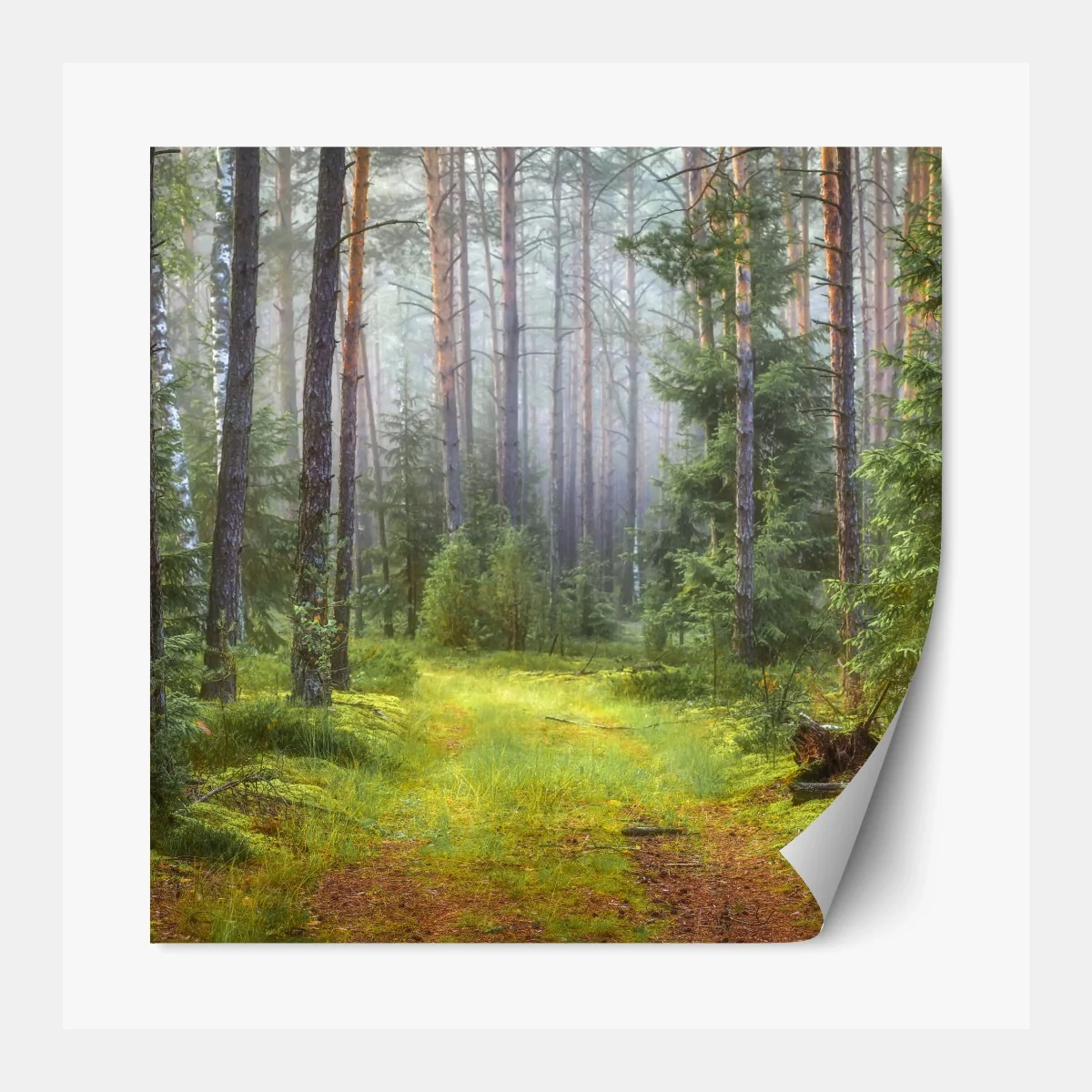 Repositionierbarer Aufkleber nebliger kiefernwald mit pfad – Wallnifity® Repositionierbarer Aufkleber nebliger kiefernwald mit pfad – Wallnifity®