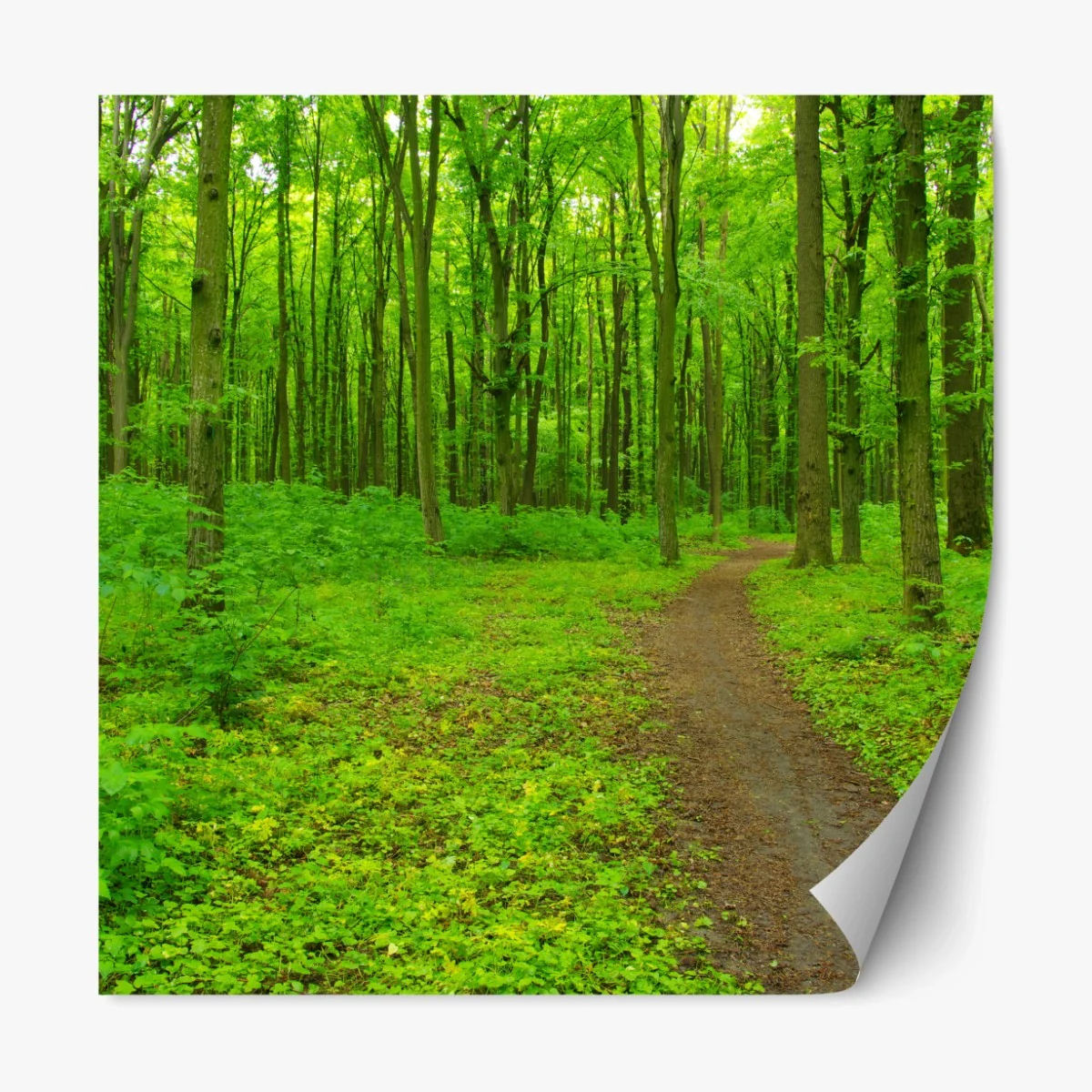 Repositionierbarer Aufkleber beruhigender grüner waldweg – Wallnifity®