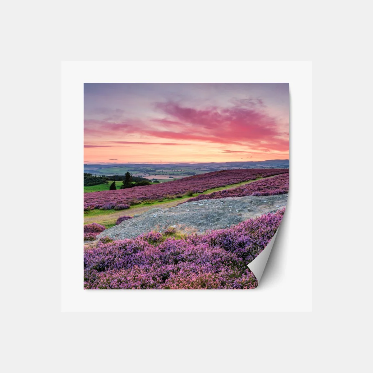 Repositionierbarer Aufkleber violette heideflächen bei sonnenuntergang – Wallnifity®