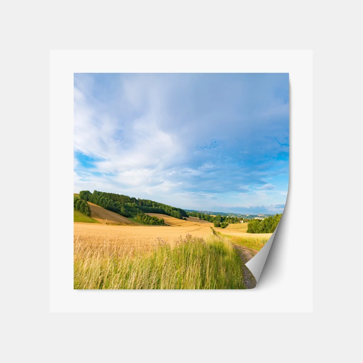 Repositionierbarer Aufkleber morgendliche weizenlandschaft in Kansas – Wallnifity® Repositionierbarer Aufkleber morgendliche weizenlandschaft in Kansas – Wallnifity®