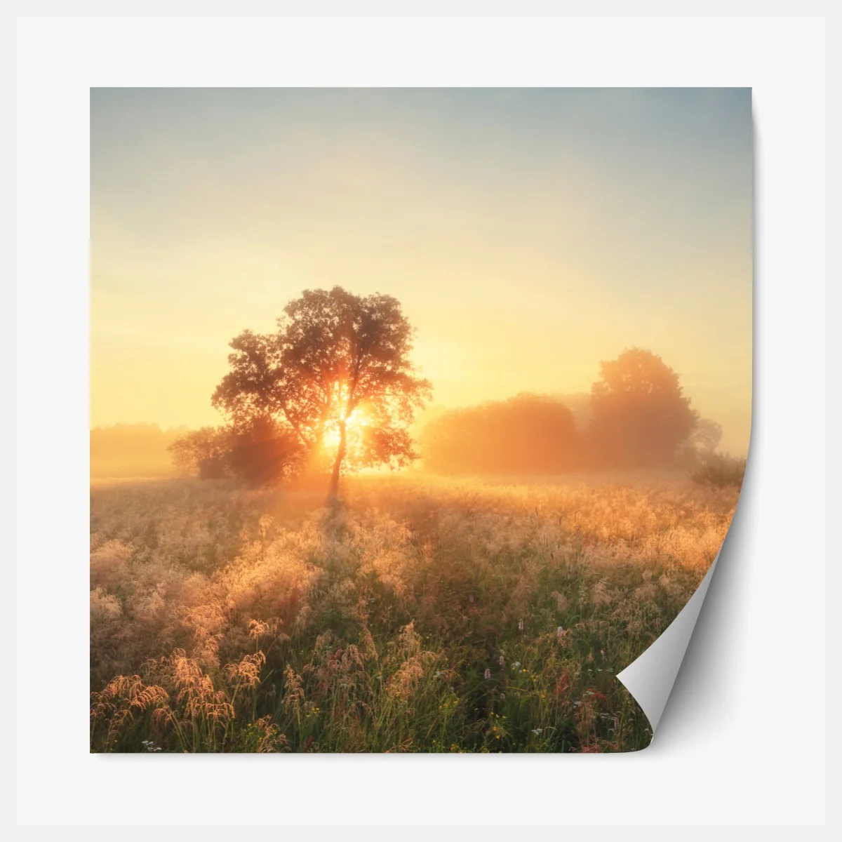 Repositionierbarer Aufkleber goldener sonnenaufgang über nebliger wiese – Wallnifity® Repositionierbarer Aufkleber goldener sonnenaufgang über nebliger wiese – Wallnifity®