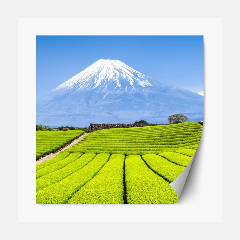 Repositionierbarer Aufkleber üppige teefelder am fuß von Mount Fuji