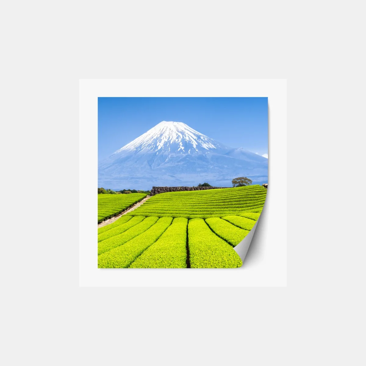 Repositionierbarer Aufkleber üppige teefelder am fuß von Mount Fuji – Wallnifity® Repositionierbarer Aufkleber üppige teefelder am fuß von Mount Fuji – Wallnifity®