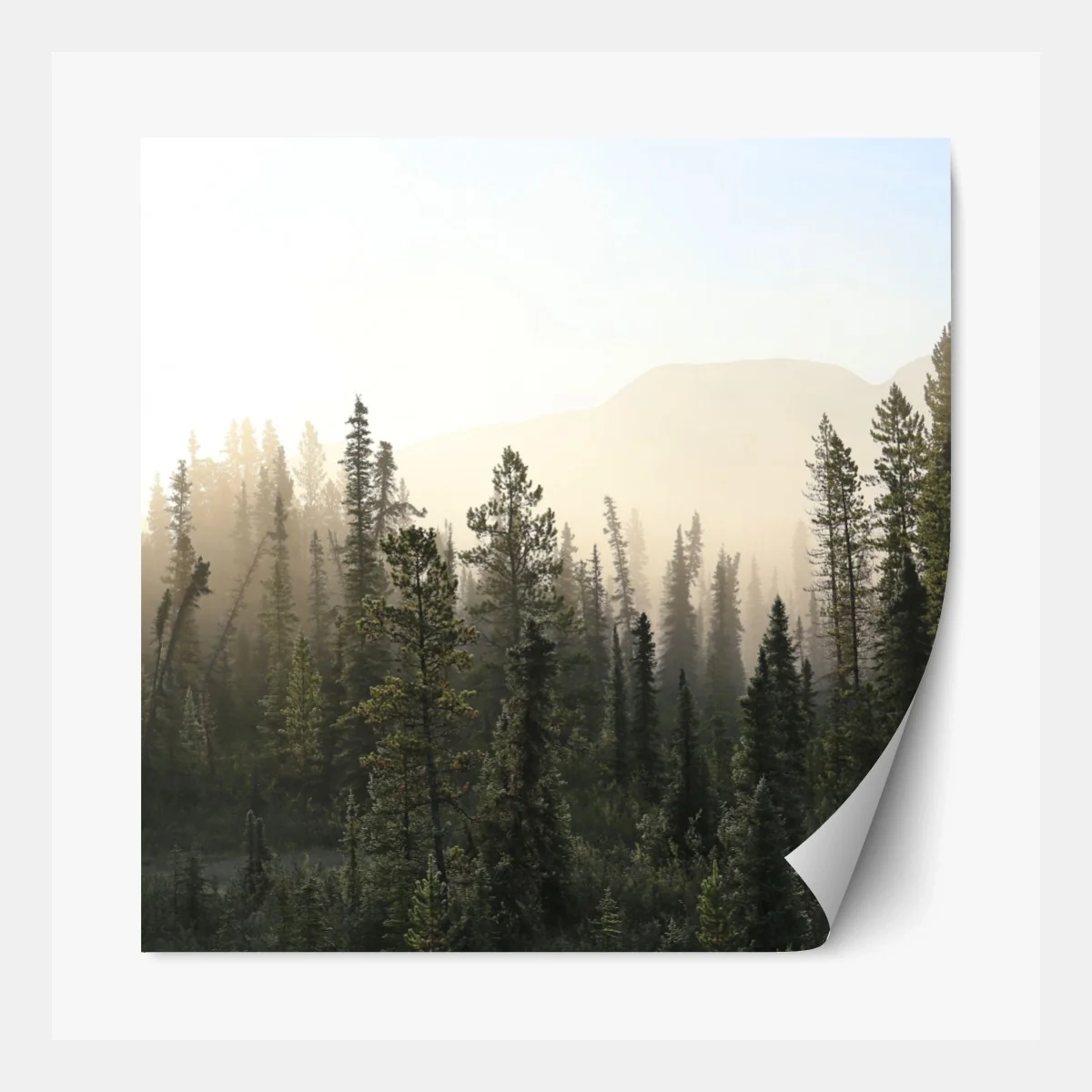 Repositionierbarer Aufkleber nebliger kiefernwald bei sonnenaufgang – Wallnifity®