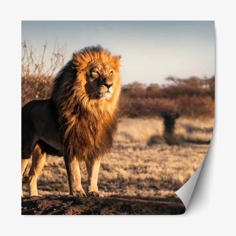 Repositionierbarer Aufkleber majestätischer löwe auf der savanne