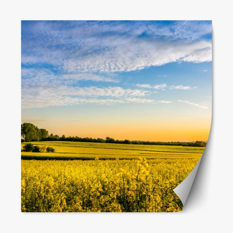 Repositionierbarer Aufkleber sonnenbeschienenes rapsfeld im abendlicht