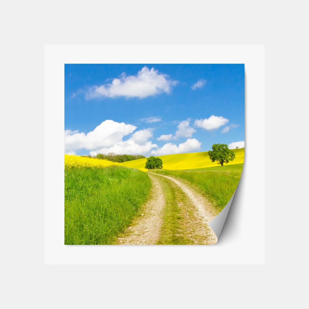 Repositionierbarer Aufkleber sonniger landeweg durch gelbe felder – Wallnifity®