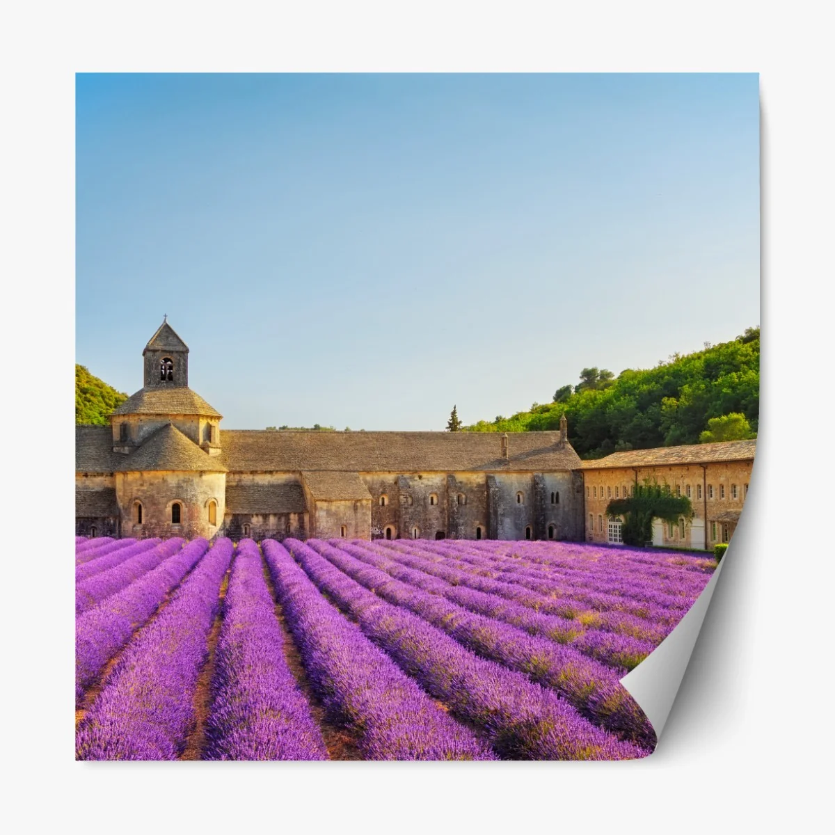 Repositionierbarer Aufkleber lavendelfelder bei Abtei Sénanque, Provence – Wallnifity® Repositionierbarer Aufkleber lavendelfelder bei Abtei Sénanque, Provence – Wallnifity®