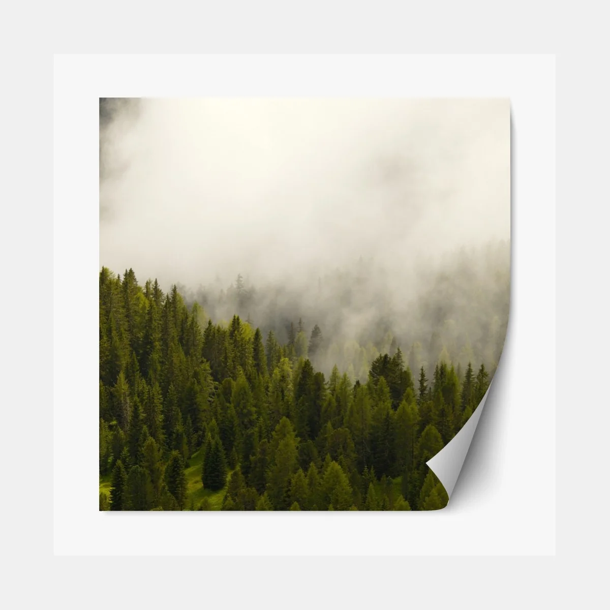 Repositionierbarer Aufkleber nebliger nadelwald im morgengrauen – Wallnifity®