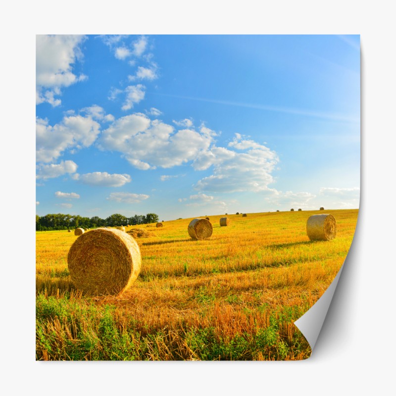 Repositionierbarer Aufkleber goldenes heufeld unter blauem himmel
