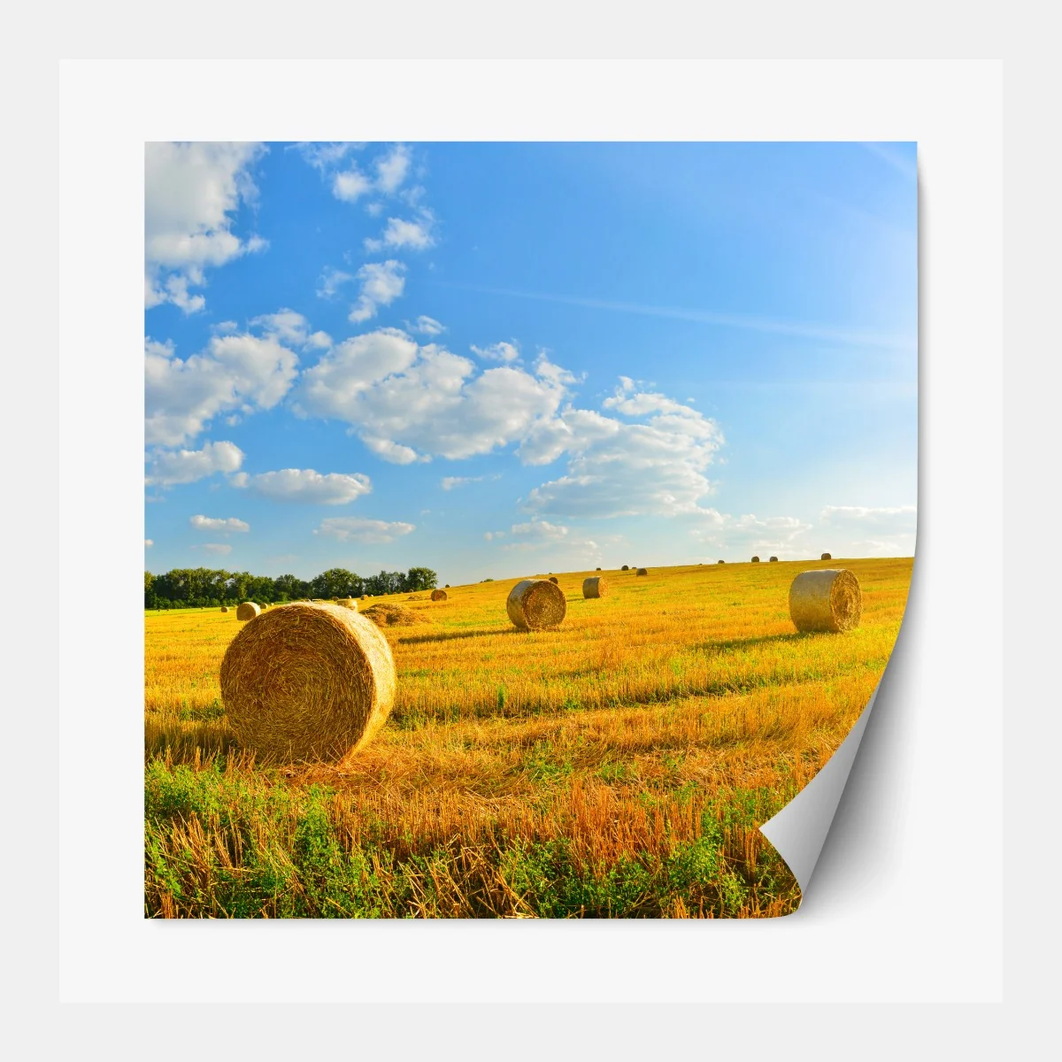 Repositionierbarer Aufkleber goldenes heufeld unter blauem himmel – Wallnifity® Repositionierbarer Aufkleber goldenes heufeld unter blauem himmel – Wallnifity®