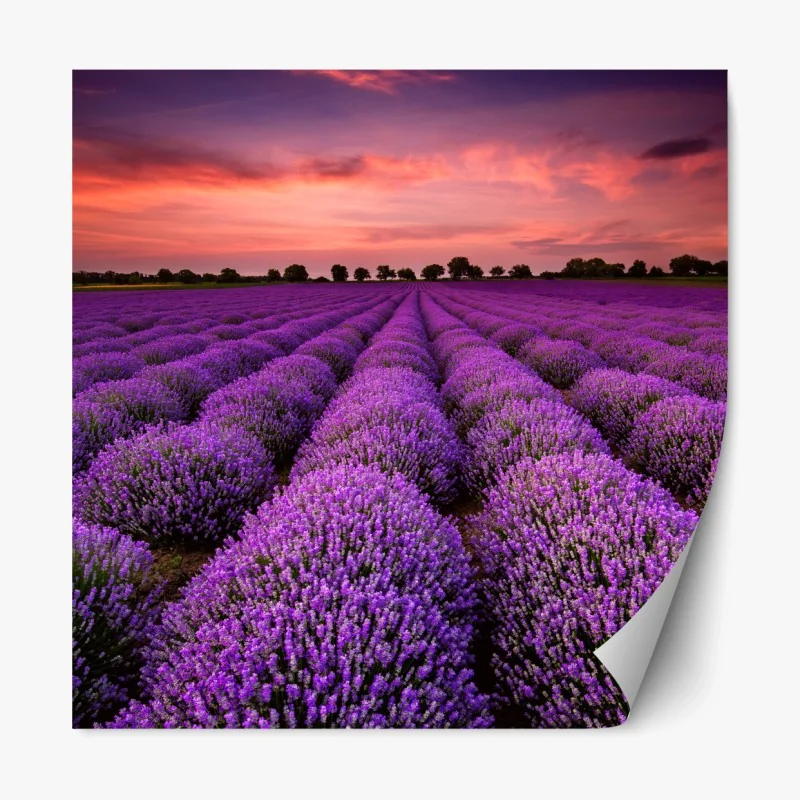 Repositionierbarer Aufkleber ruhige grüne waldkrone – Wallnifity®