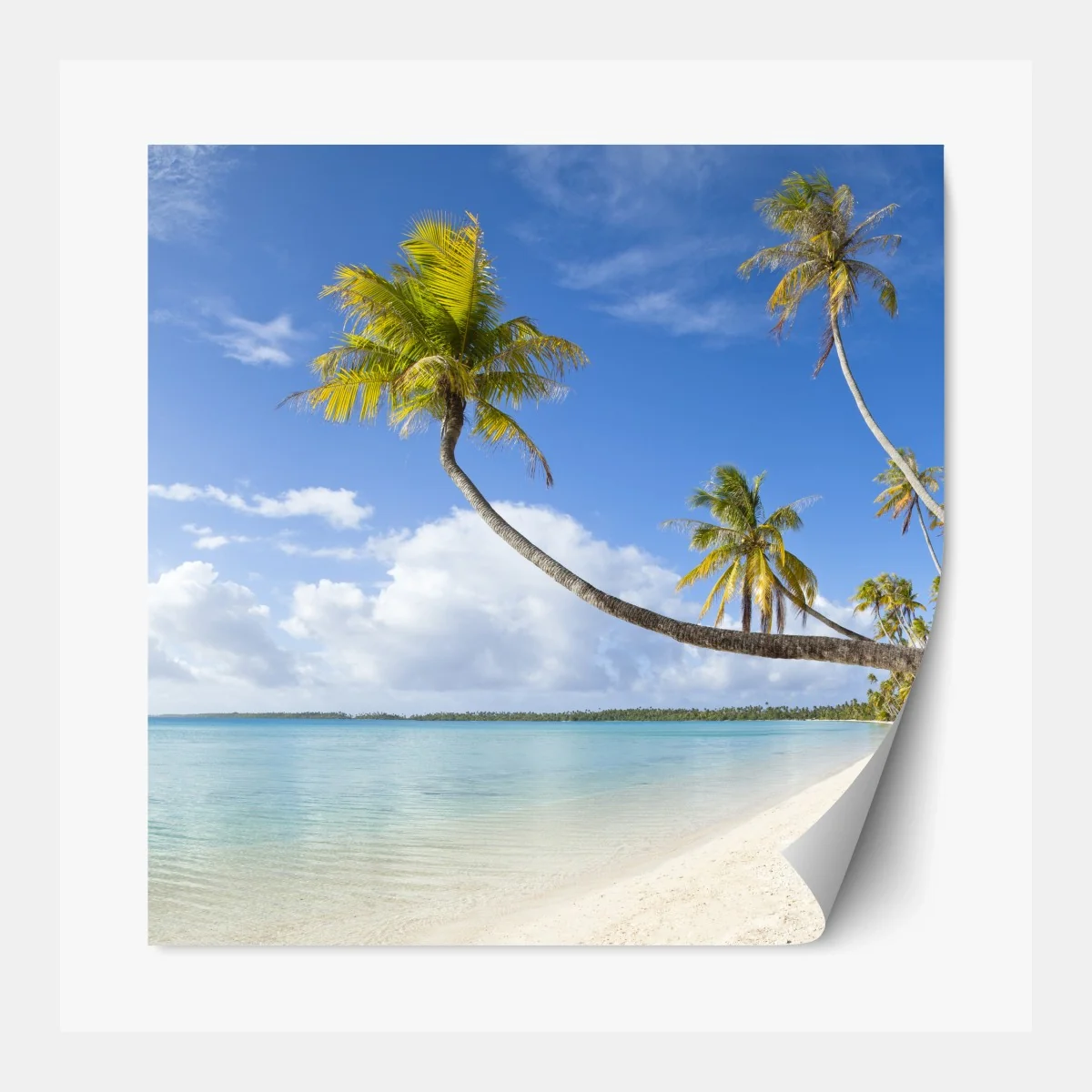 Repositionierbarer Aufkleber tropischer türkisblauer strand mit geneigter palme – Wallnifity®