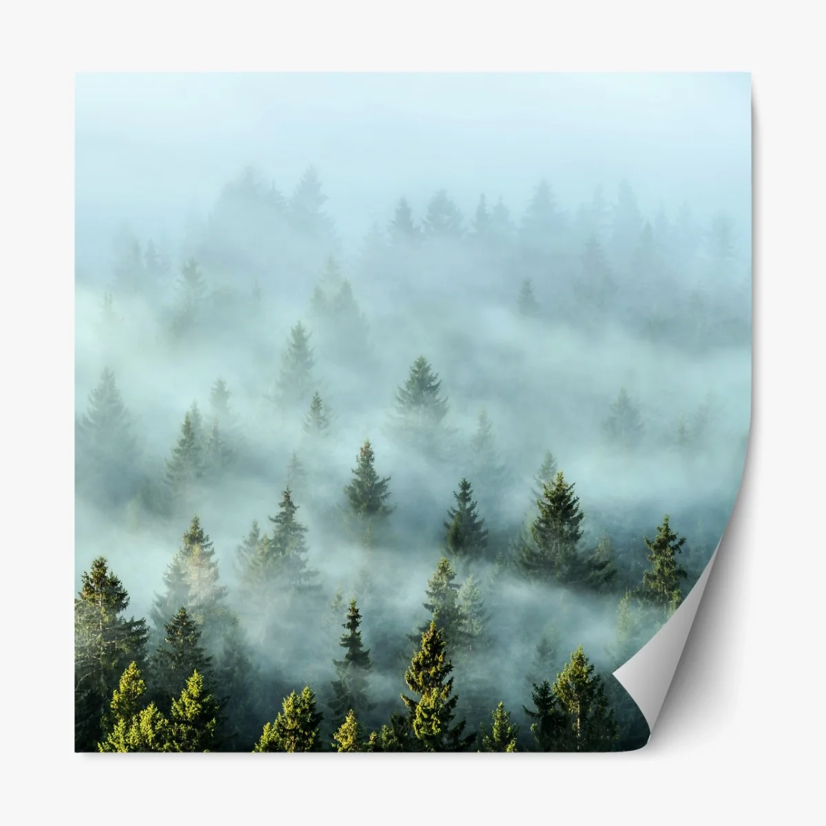 Repositionierbarer Aufkleber nebliger fichtenwald am morgen – Wallnifity® Repositionierbarer Aufkleber nebliger fichtenwald am morgen – Wallnifity®