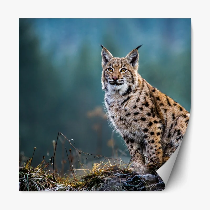 Repositionierbarer Aufkleber majestätischer luchs in natürlichem habitat