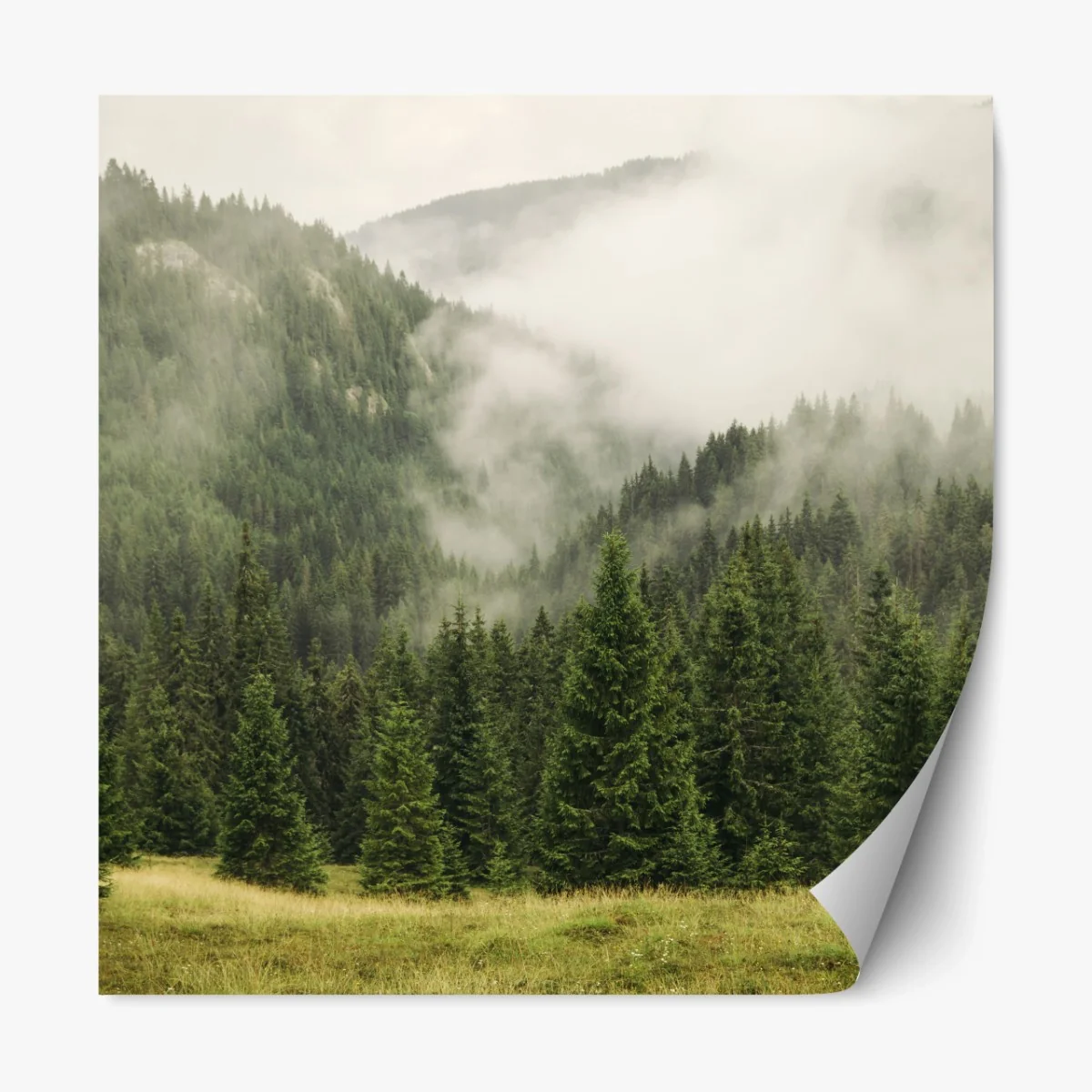 Repositionierbarer Aufkleber nebeliger nadelwald – Wallnifity® Repositionierbarer Aufkleber nebeliger nadelwald – Wallnifity®