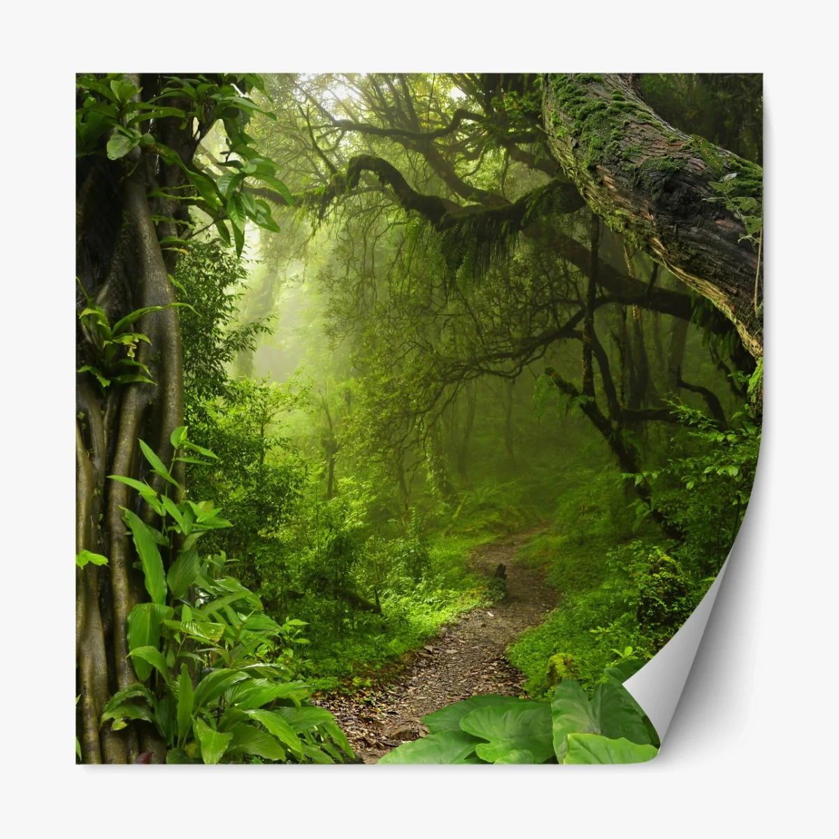 Repositionierbarer Aufkleber üppiger nebliger waldpfad – Wallnifity®