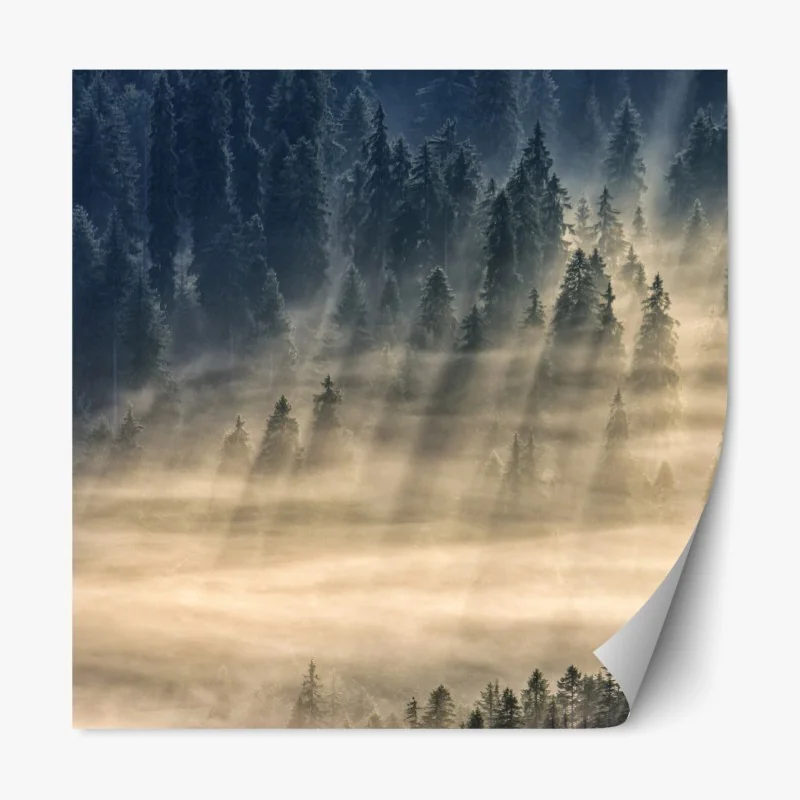 Repositionierbarer Aufkleber nebliger fichtenwald im sonnenlicht
