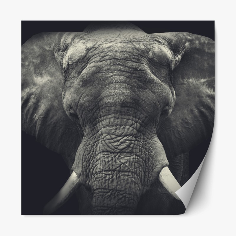Repositionierbarer Aufkleber majestätisches elefantenportrait in monochrom