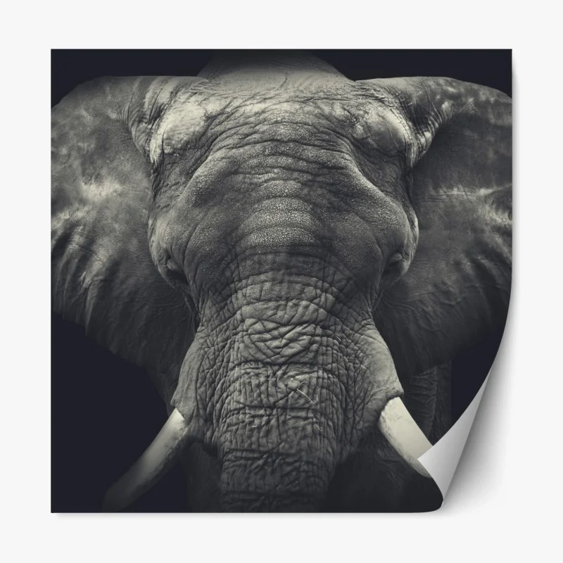 Repositionierbarer Aufkleber majestätisches elefantenportrait in monochrom