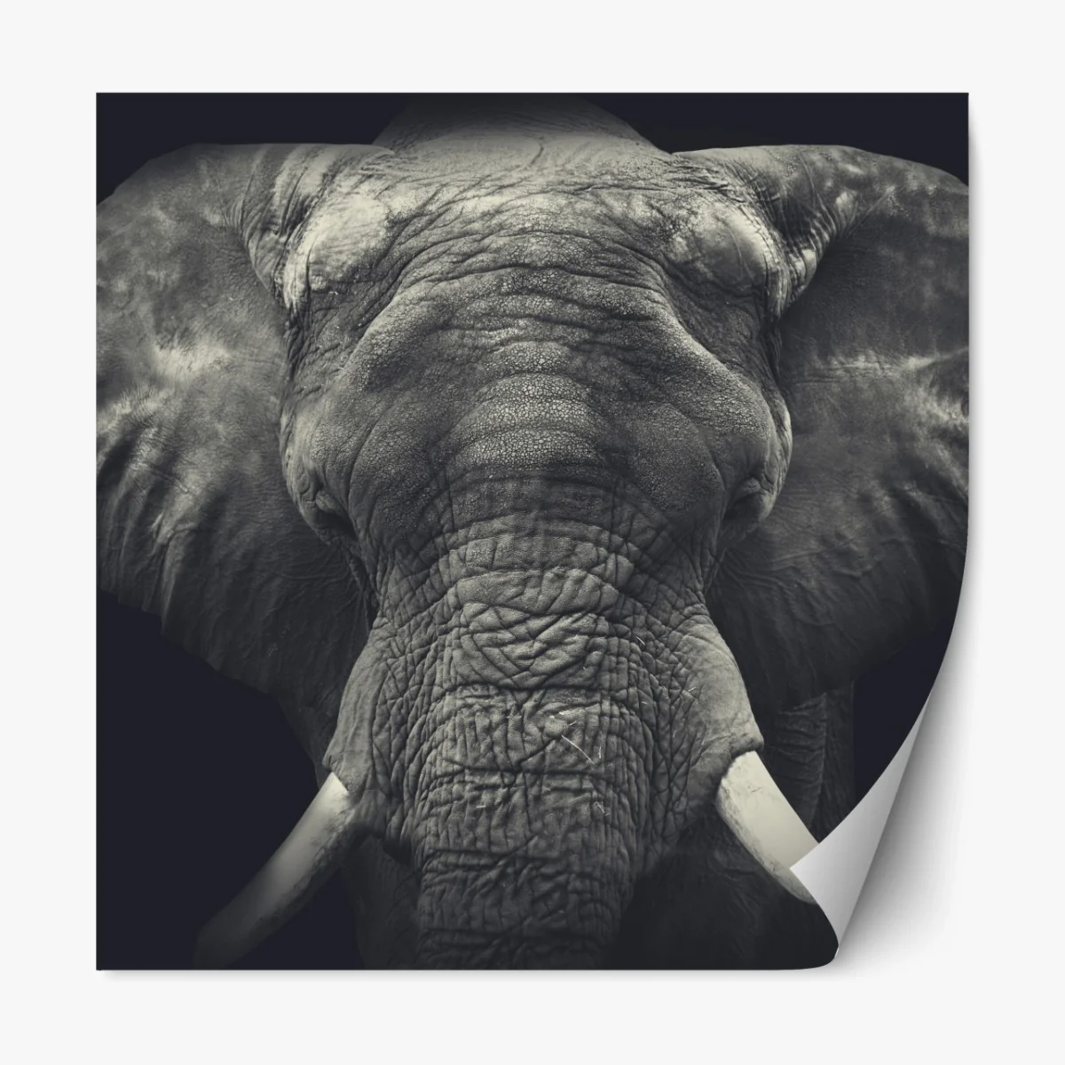Repositionierbarer Aufkleber majestätisches elefantenportrait in monochrom – Wallnifity® Repositionierbarer Aufkleber majestätisches elefantenportrait in monochrom – Wallnifity®