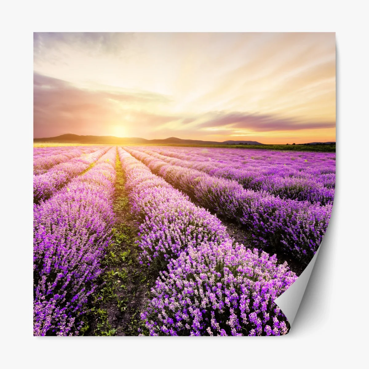 Repositionierbarer Aufkleber sonnenaufgang über lavendelfeldern – Wallnifity®